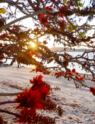 Fire Flower