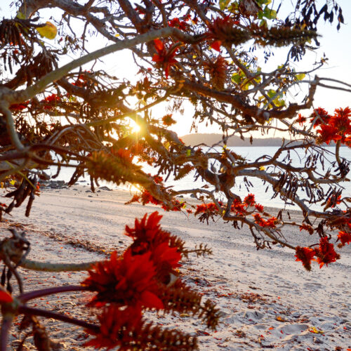 FIRE FLOWER