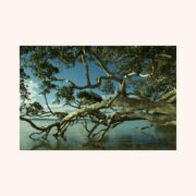 REFLECTION-canvased