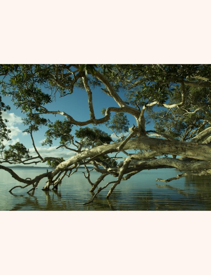 REFLECTION-canvased