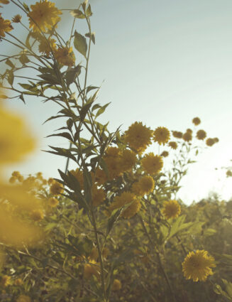 Jungle yellow