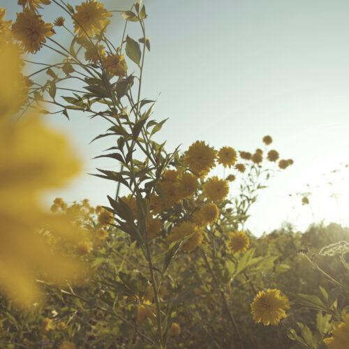 JUNGLE YELLOW