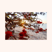 PS6BWFAPS-canvased